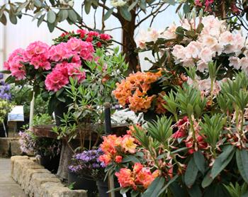 Rhododendron hybrider